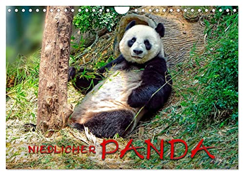 Niedlicher Panda (Wandkalender 2024 DIN A4 quer), CALVENDO Monatskalender