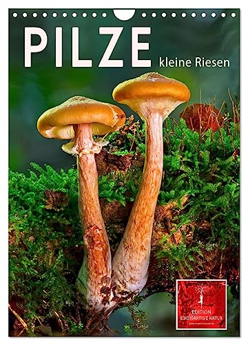 Pilze - kleine Riesen (Wandkalender 2024 DIN A4 hoch), CALVENDO Monatskalender
