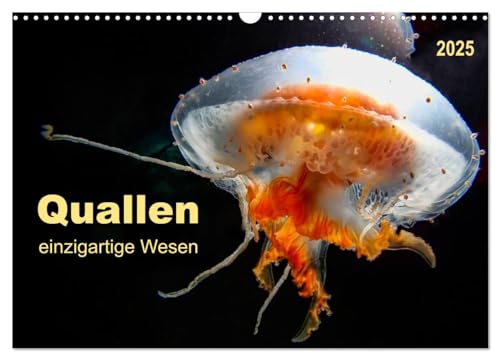 Quallen - einzigartige Wesen (Wandkalender 2025 DIN A3 quer), CALVENDO Monatskalender von CALVENDO