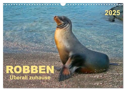 Robben - überall zuhause (Wandkalender 2025 DIN A3 quer), CALVENDO Monatskalender von CALVENDO