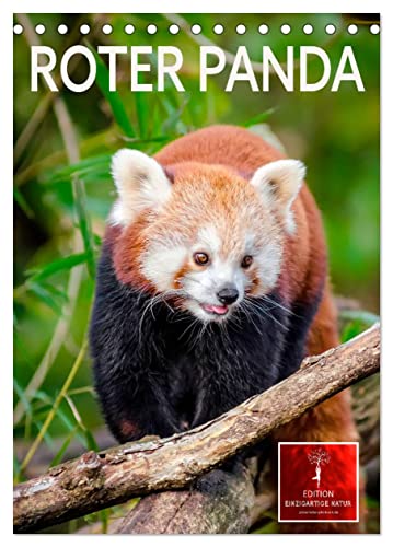 Roter Panda (Tischkalender 2025 DIN A5 hoch), CALVENDO Monatskalender