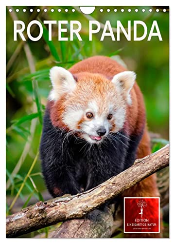 Roter Panda (Wandkalender 2024 DIN A4 hoch), CALVENDO Monatskalender