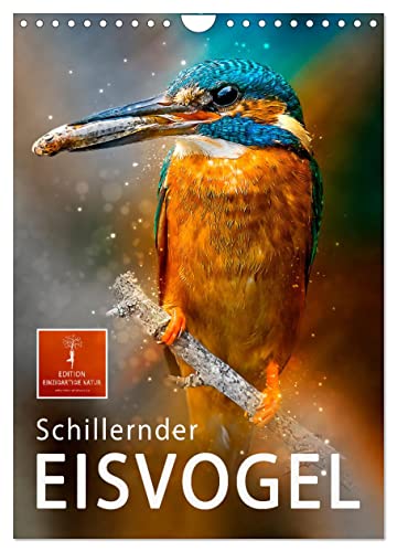 Schillernder Eisvogel (Wandkalender 2024 DIN A4 hoch), CALVENDO Monatskalender