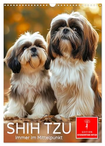 Shih Tzu - immer im Mittelpunkt (Wandkalender 2025 DIN A3 hoch), CALVENDO Monatskalender von CALVENDO