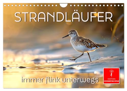Strandläufer - immer flink unterwegs (Wandkalender 2025 DIN A4 quer), CALVENDO Monatskalender von CALVENDO