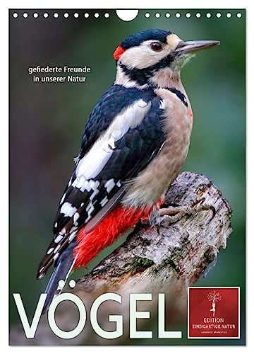 Vögel - gefiederte Freunde in unserer Natur (Wandkalender 2025 DIN A4 hoch), CALVENDO Monatskalender von CALVENDO