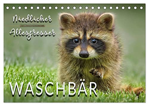 Waschbär - Niedlicher Allesfresser (Tischkalender 2024 DIN A5 quer), CALVENDO Monatskalender