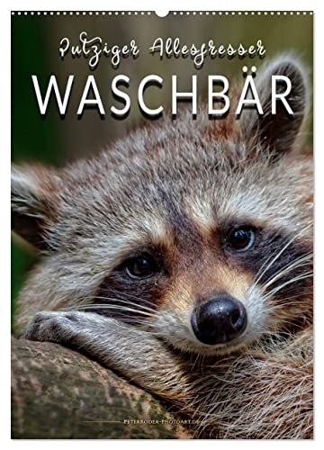 Waschbär - putziger Allesfresser (Wandkalender 2024 DIN A2 hoch), CALVENDO Monatskalender