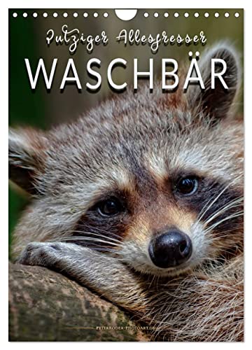 Waschbär - putziger Allesfresser (Wandkalender 2024 DIN A4 hoch), CALVENDO Monatskalender