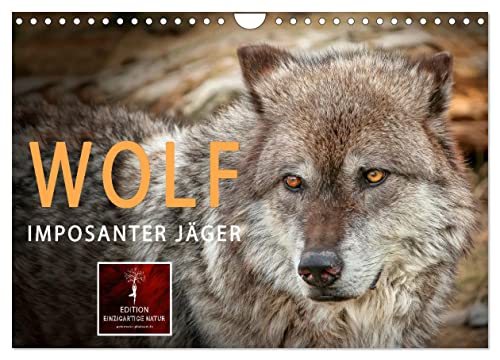 Wolf - Imposanter Jäger (Wandkalender 2024 DIN A4 quer), CALVENDO Monatskalender von CALVENDO