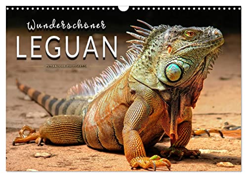Wunderschöner Leguan (Wandkalender 2024 DIN A3 quer), CALVENDO Monatskalender