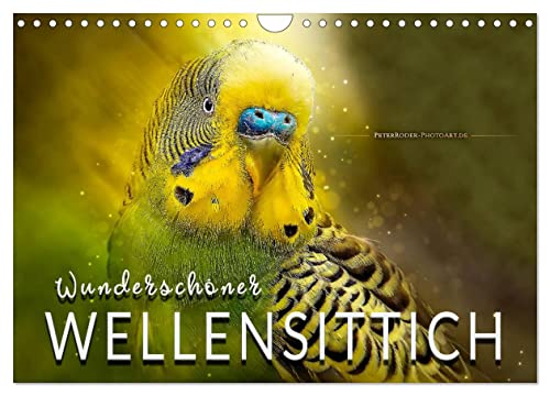 Wunderschöner Wellensittich (Wandkalender 2024 DIN A4 quer), CALVENDO Monatskalender