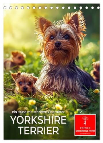 Yorkshire Terrier - ein Hund mit starkem Charakter (Tischkalender 2025 DIN A5 hoch), CALVENDO Monatskalender von CALVENDO