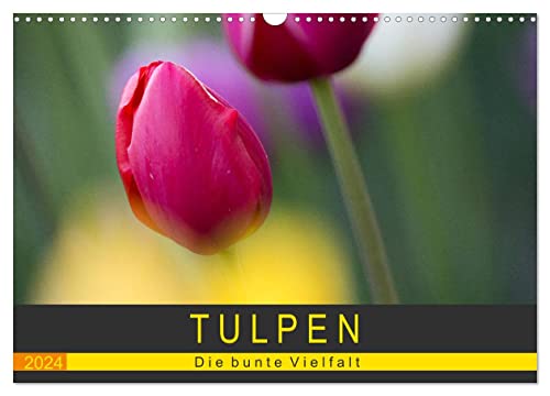 Tulpen - die bunte Vielfalt (Wandkalender 2024 DIN A3 quer), CALVENDO Monatskalender von CALVENDO