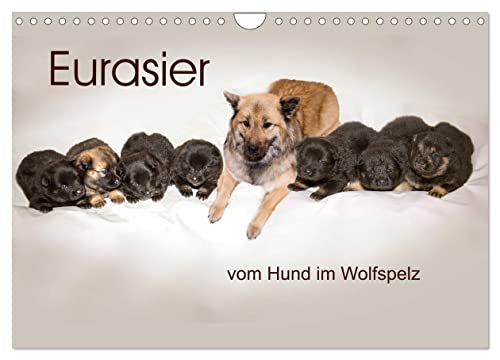 Eurasier, der Hund im Wolfspelz (Wandkalender 2024 DIN A4 quer), CALVENDO Monatskalender von CALVENDO
