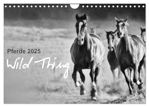 Pferde 2025 Wild Thing (Wandkalender 2025 DIN A4 quer), CALVENDO Monatskalender von CALVENDO