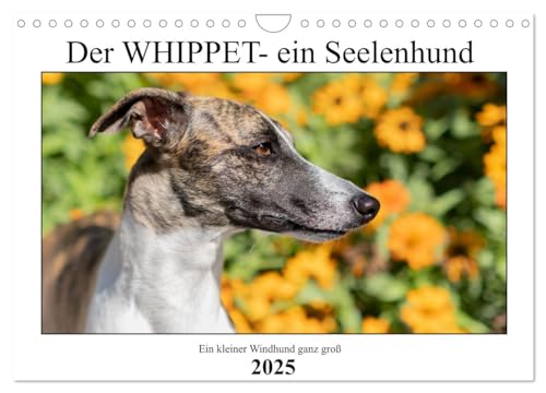 Der Whippet - ein Seelenhund (Wandkalender 2025 DIN A4 quer), CALVENDO Monatskalender