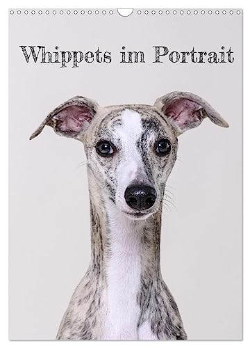 Whippets im Portrait (Wandkalender 2024 DIN A3 hoch), CALVENDO Monatskalender: Der Whippet ist die perfekte Mischung aus Kraft und Eleganz (CALVENDO Tiere) von CALVENDO