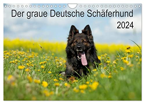 Der graue Deutsche Schäferhund (Wandkalender 2024 DIN A4 quer), CALVENDO Monatskalender von CALVENDO
