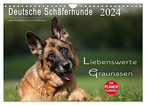 Deutsche Schäferhunde - Liebenswerte Graunasen (Wandkalender 2024 DIN A4 quer), CALVENDO Monatskalender