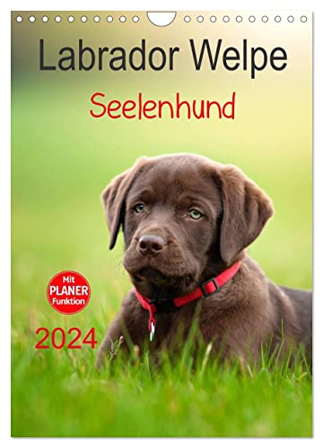 Labrador Welpe - Seelenhund (Wandkalender 2024 DIN A4 hoch), CALVENDO Monatskalender von CALVENDO