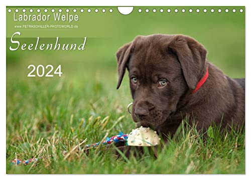 Labrador Welpe – Seelenhund (Wandkalender 2024 DIN A4 quer), CALVENDO Monatskalender von CALVENDO