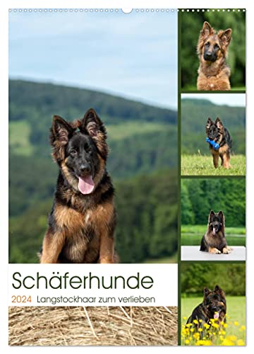 Schäferhunde Langstockhaar zum verlieben (Wandkalender 2024 DIN A2 hoch), CALVENDO Monatskalender