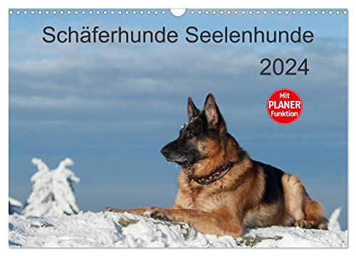 Schäferhunde Seelenhunde (Wandkalender 2024 DIN A3 quer), CALVENDO Monatskalender von CALVENDO