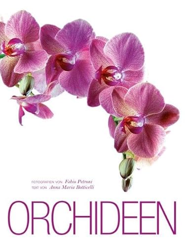 Orchideen Orchideen