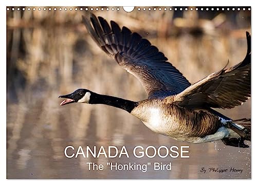 CANADA GOOSE/UK-Version (Wandkalender 2024 DIN A3 quer), CALVENDO Monatskalender von CALVENDO