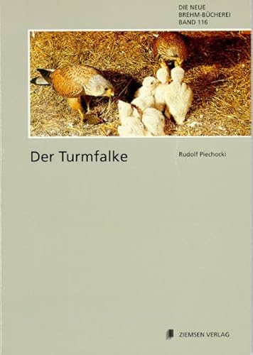 TURMFALKE: Falco tinnunculus