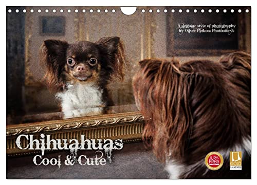 Chihuahuas - Cool and Cute (Wandkalender 2024 DIN A4 quer), CALVENDO Monatskalender von CALVENDO