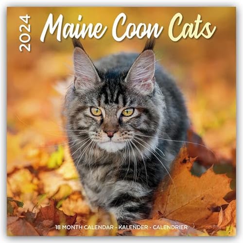 Maine Coon Cats – Main Coon Katzen 2024 – 16-Monatskalender: Original Plenty Gifts-Kalender [Mehrsprachig] [Kalender] (Wand-Kalender)