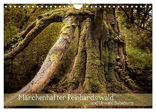 Märchenhafter Reinhardswald und Urwald Sababurg (Wandkalender 2025 DIN A4 quer), CALVENDO Monatskalender von CALVENDO