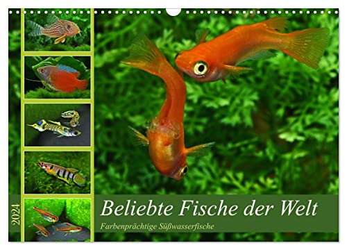 Beliebte Fische der Welt (Wandkalender 2024 DIN A3 quer), CALVENDO Monatskalender