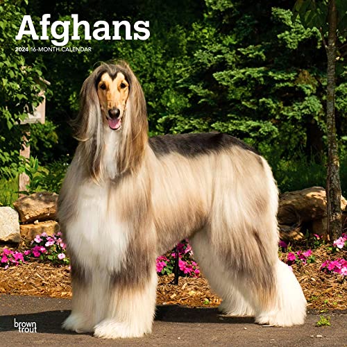 Afghans | 2024 12 x 24 Inch Monthly Square Wall Calendar | BrownTrout | Animal Dog Breeds