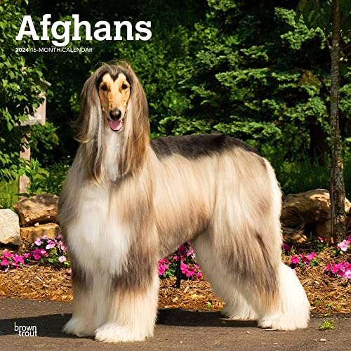 Afghans | 2024 12 x 24 Inch Monthly Square Wall Calendar | BrownTrout | Animal Dog Breeds Afghans | 2024 12 x 24 Inch Monthly Square Wall Calendar | BrownTrout | Animal Dog Breeds