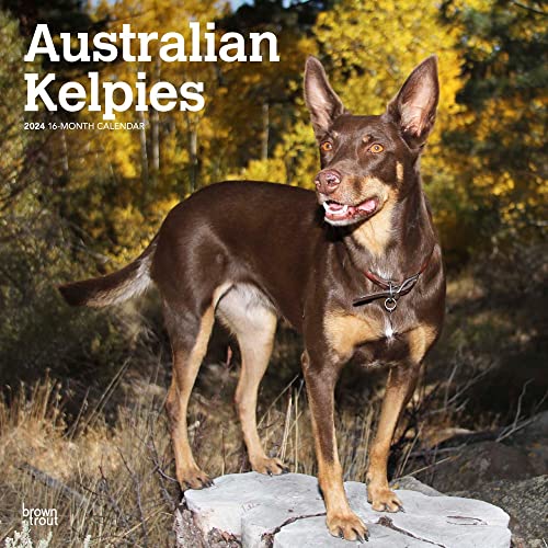 Australian Kelpies | 2024 12 x 24 Inch Monthly Square Wall Calendar | BrownTrout | Animal Dog Breeds