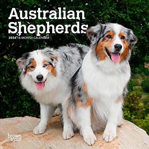 Australian Shepherds | 2024 7 x 14 Inch Monthly Mini Wall Calendar | BrownTrout | Animals Dog Breeds