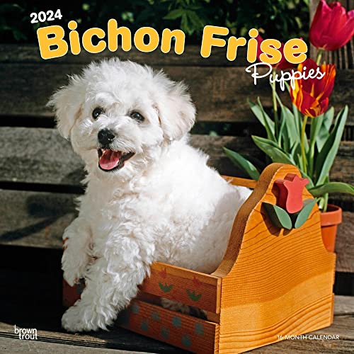 Bichon Frise Puppies | 2024 12 x 24 Inch Monthly Square Wall Calendar | BrownTrout | Animals Dog Breeds Puppy