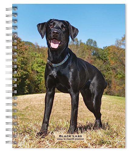Black Labrador Retrievers | 2024 6 x 7.75 Inch Spiral-Bound Wire-O Weekly Engagement Planner Calendar | New Full-Color Image Every Week | BrownTrout | Animals Dog Breeds