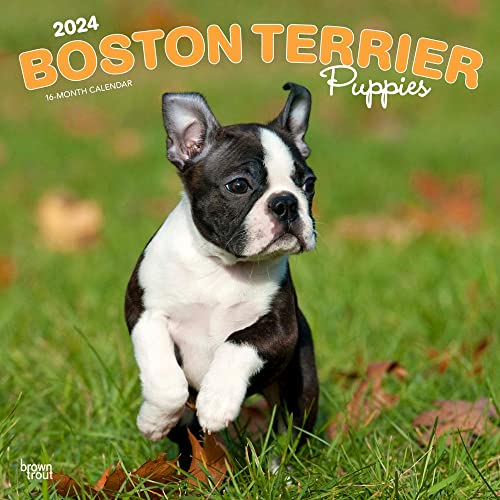 Boston Terrier Puppies | 2024 12 x 24 Inch Monthly Square Wall Calendar | BrownTrout | Animals Dog Breeds Puppy