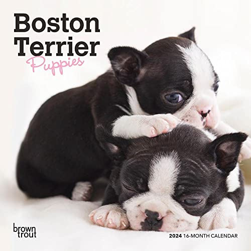 Boston Terrier Puppies | 2024 7 x 14 Inch Monthly Mini Wall Calendar | BrownTrout | Animals Dog Breeds Puppy