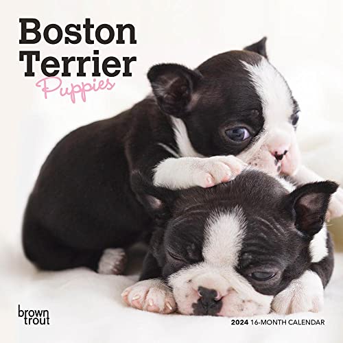 Boston Terrier Puppies | 2024 7 x 14 Inch Monthly Mini Wall Calendar | BrownTrout | Animals Dog Breeds Puppy Boston Terrier Puppies | 2024 7 x 14 Inch Monthly Mini Wall Calendar | BrownTrout | Animals Dog Breeds Puppy