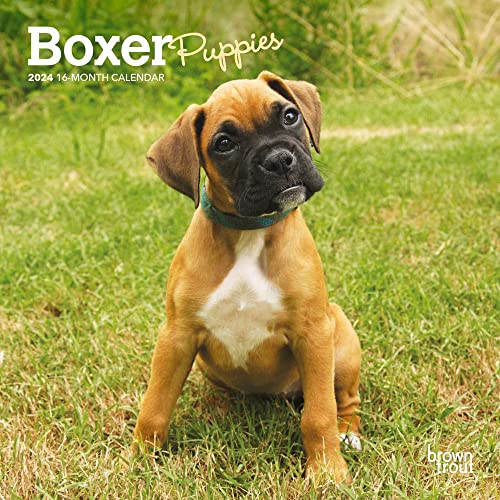 Boxer Puppies | 2024 7 x 14 Inch Monthly Mini Wall Calendar | BrownTrout | Animals Dog Breeds Puppy