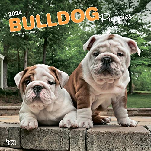 Bulldog Puppies | 2024 12 x 24 Inch Monthly Square Wall Calendar | BrownTrout | Animals Dog Breeds