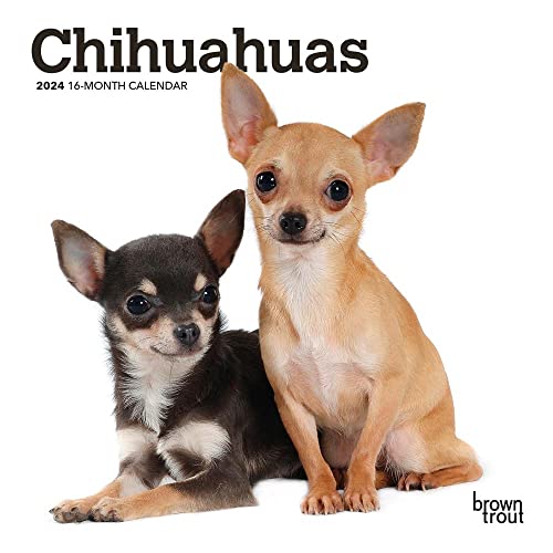 Chihuahuas | 2024 7 x 14 Inch Monthly Mini Wall Calendar | BrownTrout | Animals Small Dog Breeds Puppies