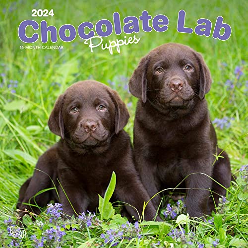 Chocolate Labrador Retriever Puppies | 2024 12 x 24 Inch Monthly Square Wall Calendar | BrownTrout | Animals Dog Breeds Puppy
