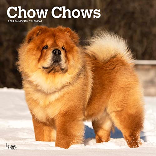 Chow Chows | 2024 12 x 24 Inch Monthly Square Wall Calendar | BrownTrout | Animals Dog Breeds