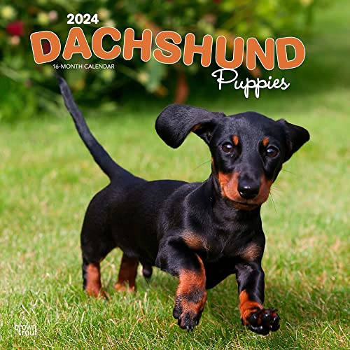 Dachshund Puppies | 2024 12 x 24 Inch Monthly Square Wall Calendar | BrownTrout | Animals Dog Breeds Puppy von BrownTrout